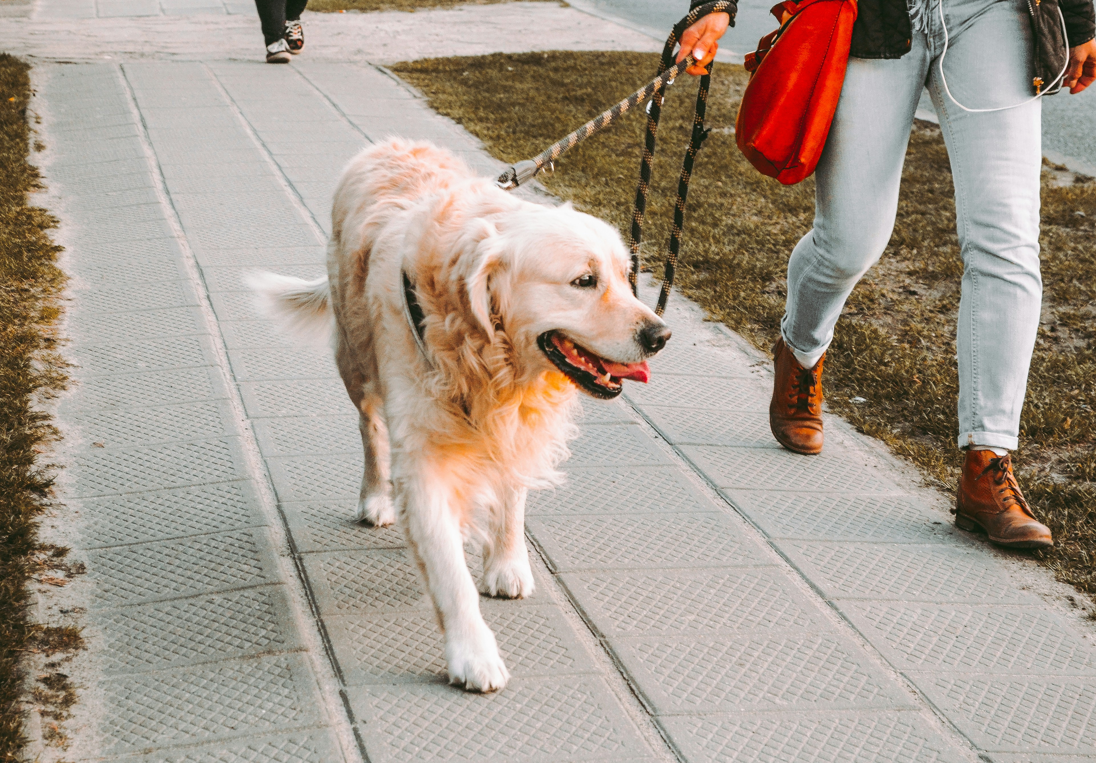 Dog on a walk near Camano Island