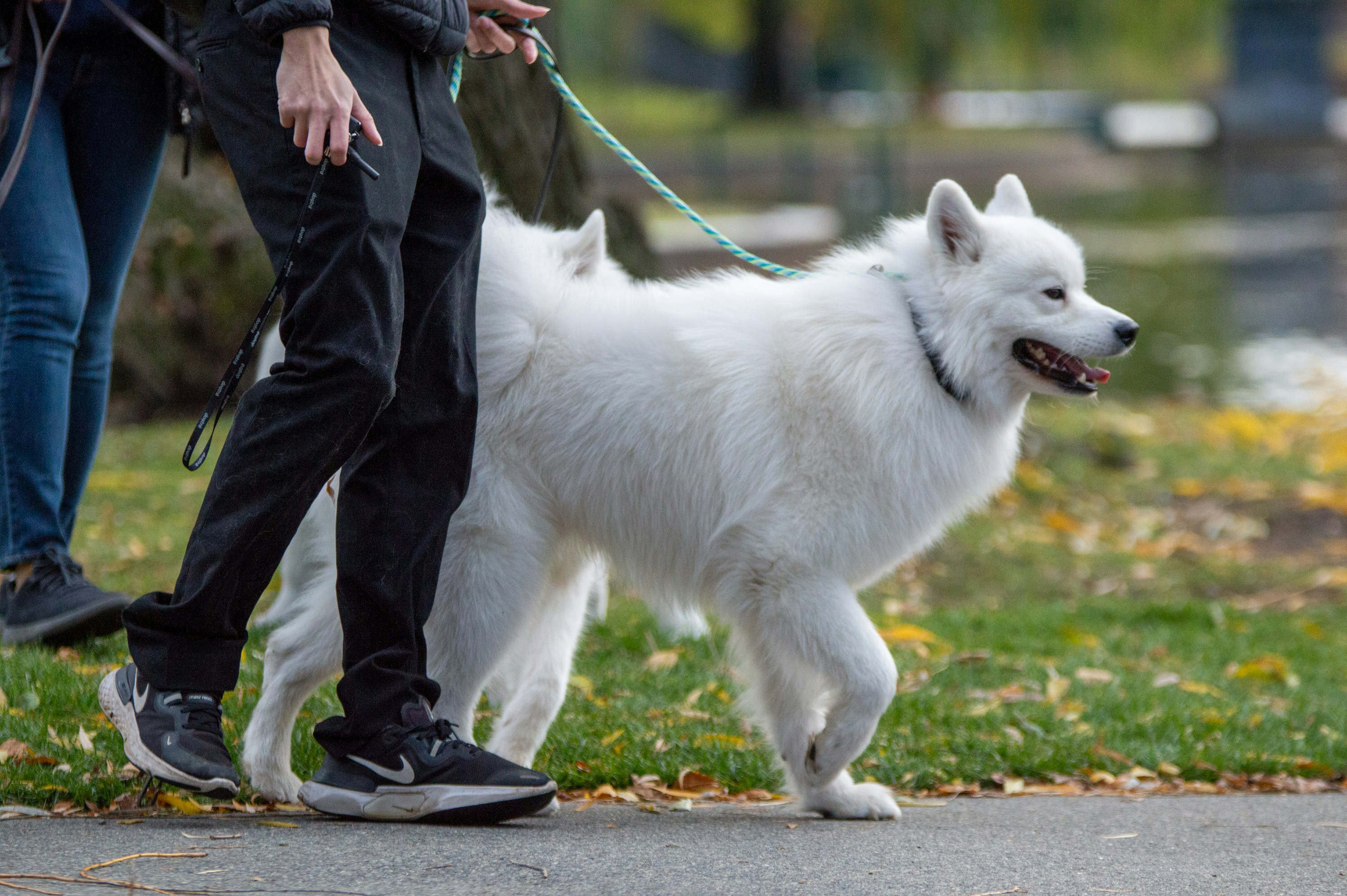 Dog walker with a happy dog outdoors