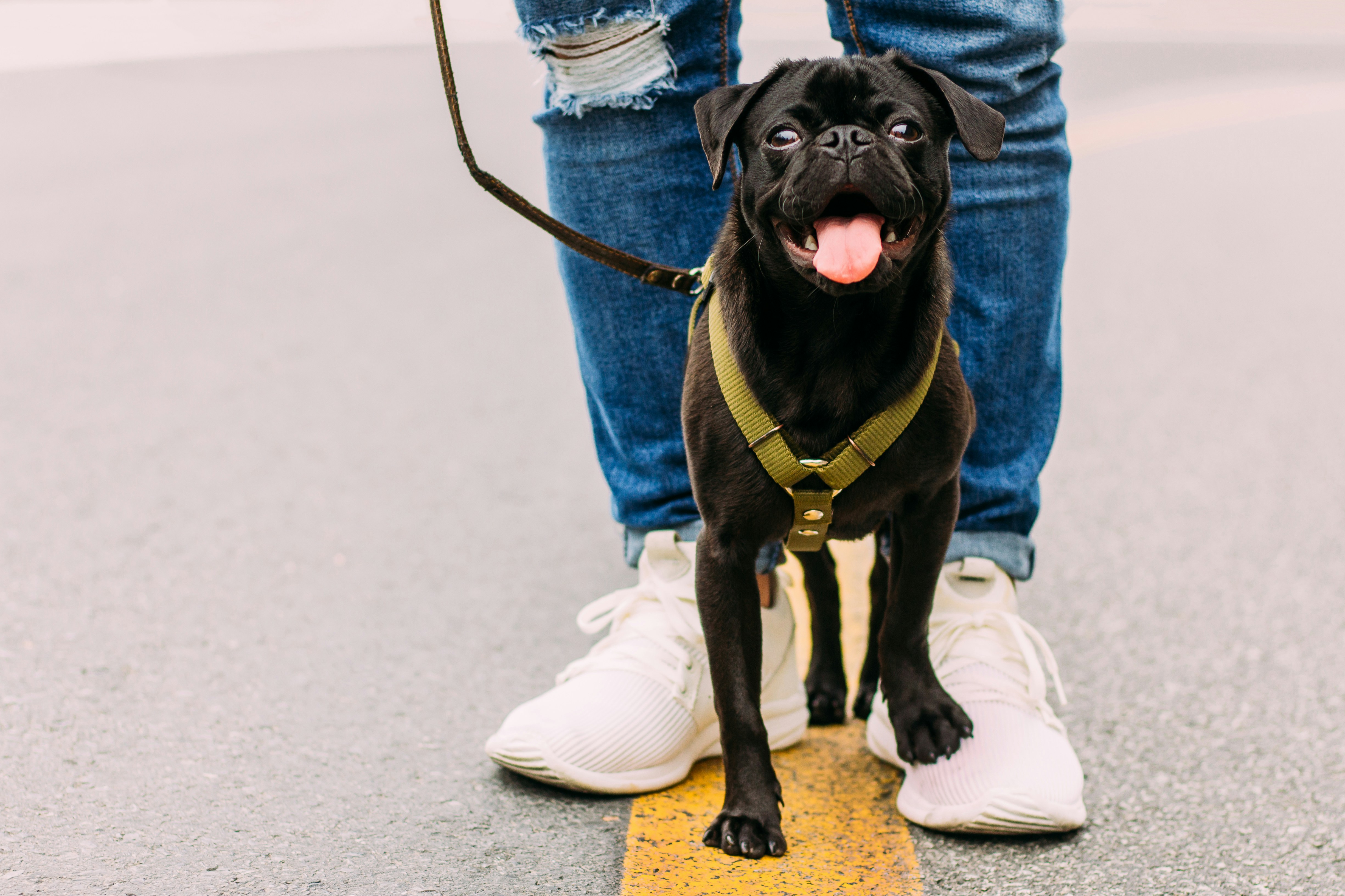 Dog enjoying a neighborhood walk