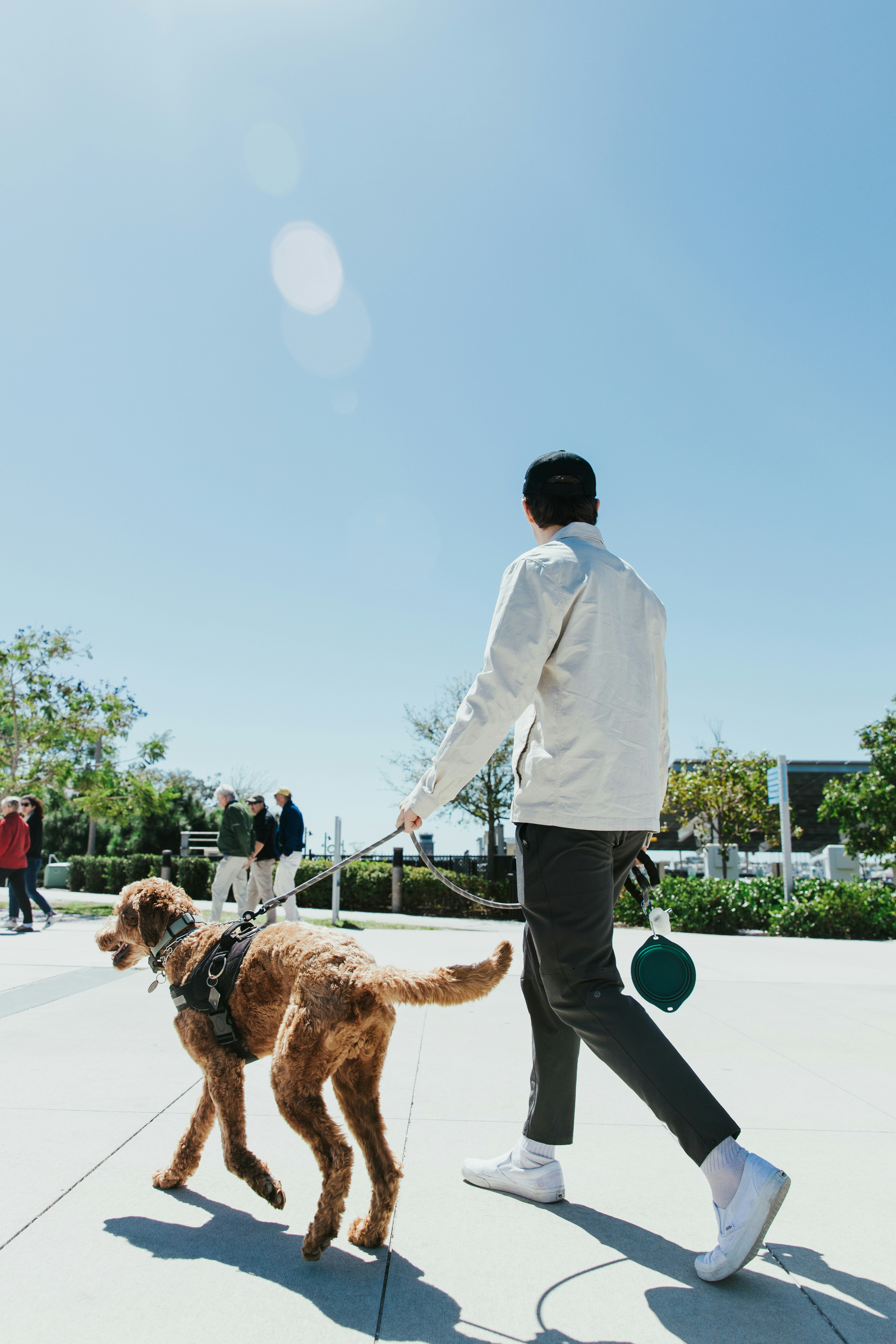 Dog on a leash exploring outside