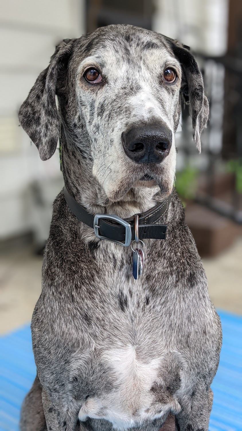 Nemesis, a beloved 13-year-old dog who inspired Camano Tails Pet Care